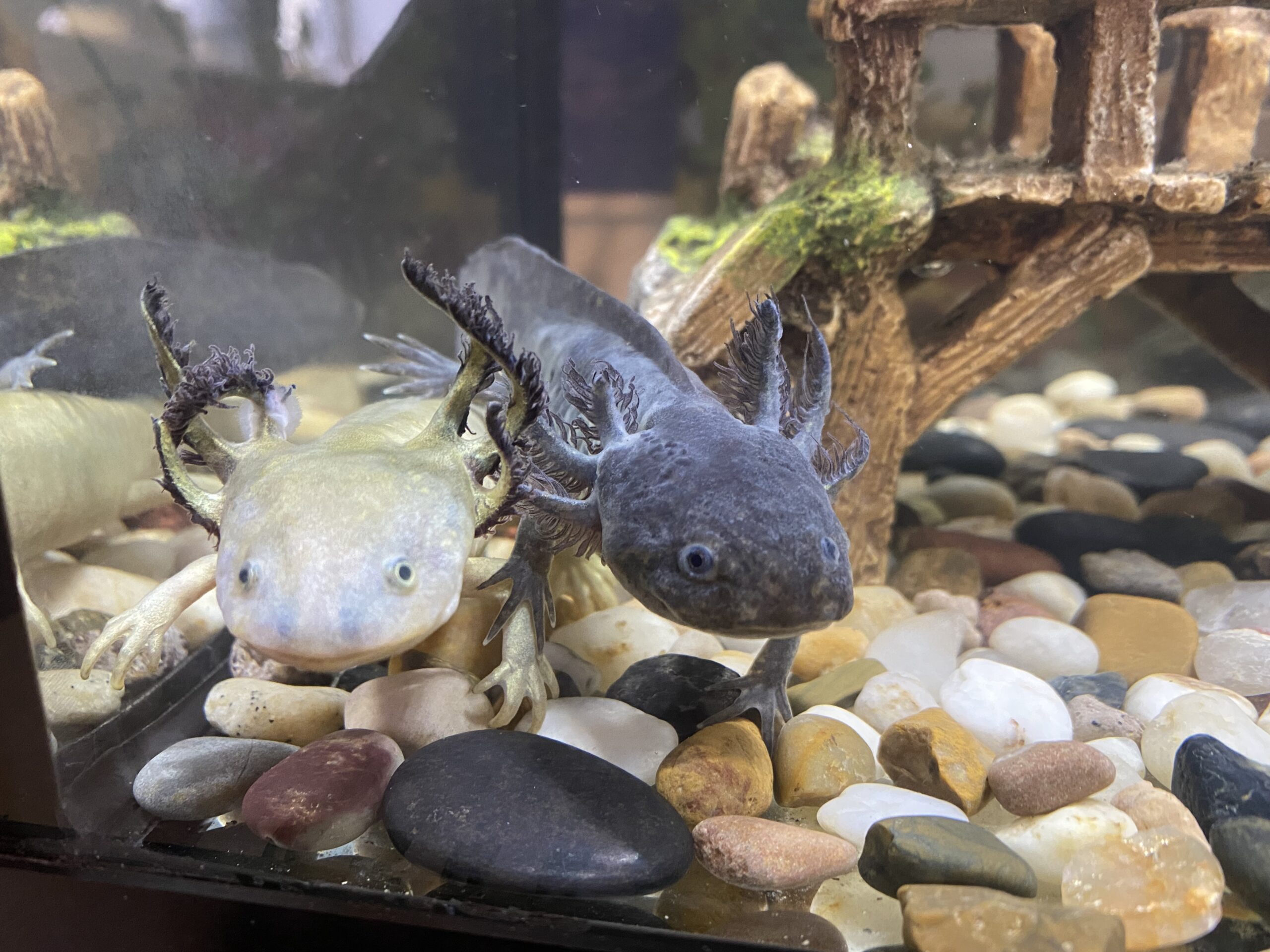 Two axolotls in an aquarium on river-rock substrate