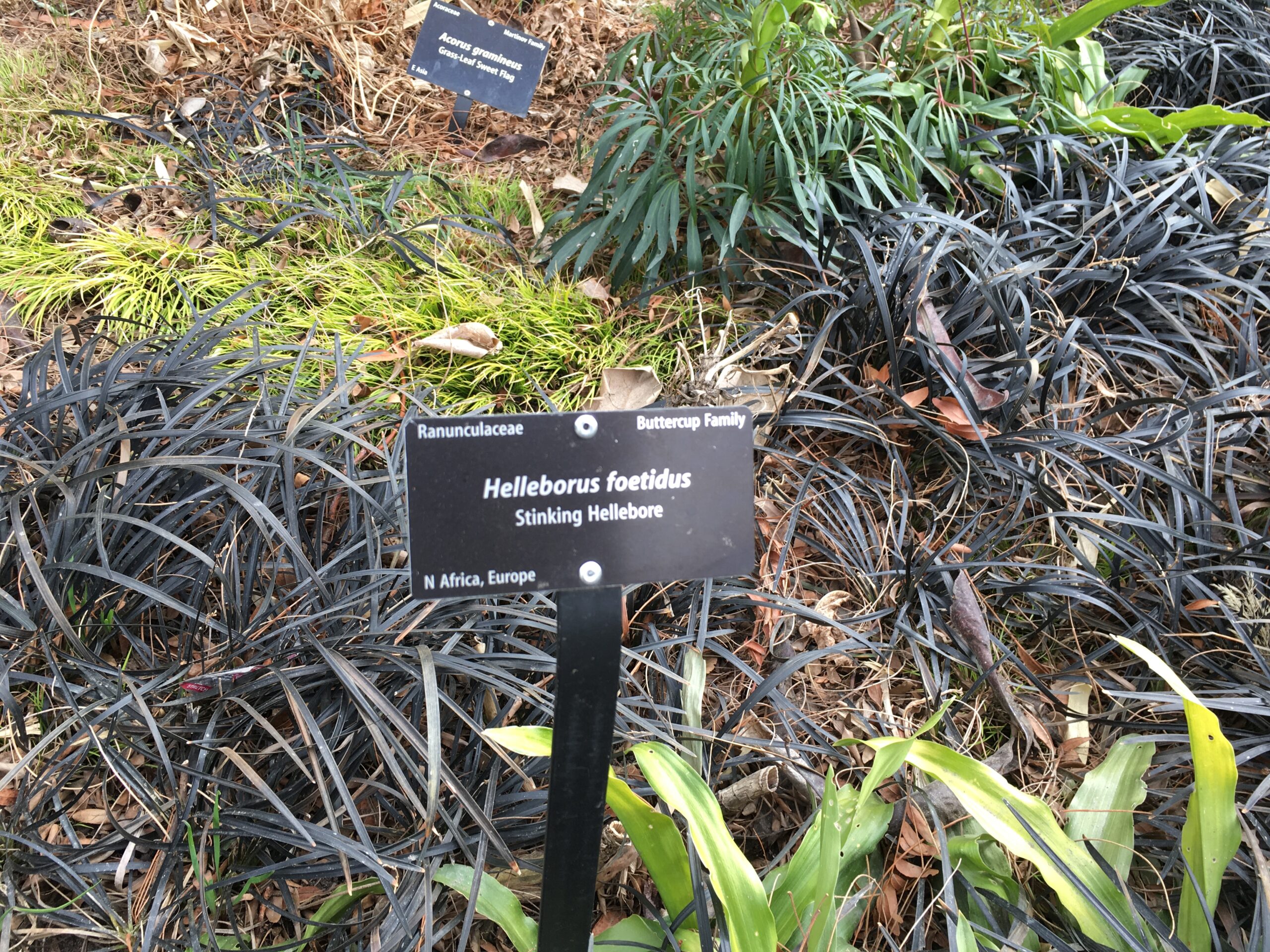 Botanical garden plant identification sign for Helleborus foetidus